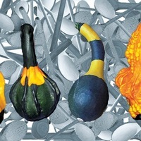Graines potagères COLOQUINTES A PETITS FRUITS GOBLIN - Graineterie A. DUCRETTET