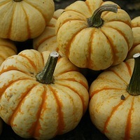  COURGE PATIDOU COURGE PATIDOU-SWEET LIGHTNING F1 (Cucurbita pepo)-Graines non traitées - Graineterie A. DUCRETTET