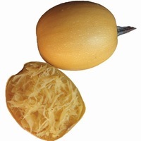 Graines potagères COURGE SPAGHETTI SMALL WONDER F1 (Cucurbita sp.) - Graineterie A. DUCRETTET