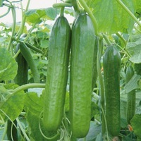 Graines potagères CONCOMBRE COURT et diversification BIO MAGNUM F1 - Graineterie A. DUCRETTET