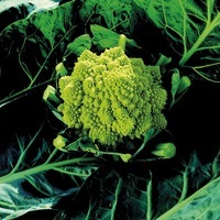 Graines potagères CHOU ROMANESCO VERONICA F1 (Brassica oleracea 'Romanesco') - Graineterie A. DUCRETTET
