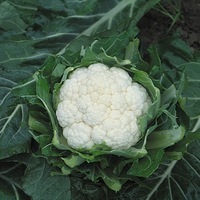 Graines potagères CHOU-FLEUR BIO MARDI F1 (Brassica oleracea botrytis botrytis) - Graineterie A. DUCRETTET