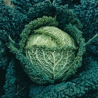 Graines potagères CHOU DE MILAN FAMOSA F1 (Brassica oleracea capitata saubadan) - Graineterie A. DUCRETTET