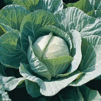  CHOU CABUS CHOU CABUS-FARAO F1 (Brassica oleracea capitata alba)-Graines biologiques certifiées - Graineterie A. DUCRETTET