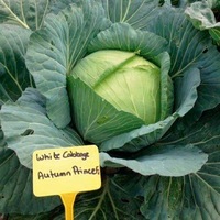 Graines potagères CHOU CABUS ASIATIQUE AUTUMN PRINCE F1 (Brassica oleracera capitata alba) - Graineterie A. DUCRETTET