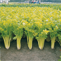 Graines potagères BIOlogiques - CELERI BIO - Graineterie A. DUCRETTET