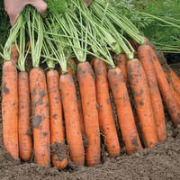 Graines potagères CAROTTE NIPOMO F1 (Daucus carota) - Graineterie A. DUCRETTET