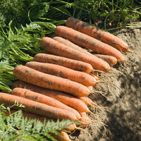 Graines potagères CAROTTE NAMDAL F1 (Daucus carota) - Graineterie A. DUCRETTET