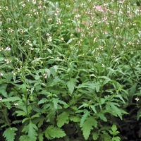 Potagères pour plants - VERVEINE - Graineterie A. DUCRETTET