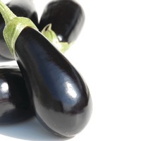  AUBERGINE AUBERGINE-SHAKIRA F1 (Solanum melongena)-Graines prégermés biologiques certifiées - Graineterie A. DUCRETTET