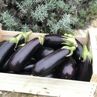 Graines potagères AUBERGINE FLAVINE F1 (Solanum melongena) - Graineterie A. DUCRETTET