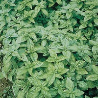 Graines potagères BASILIC GENOVESE (Ocimum basilicum) - Graineterie A. DUCRETTET