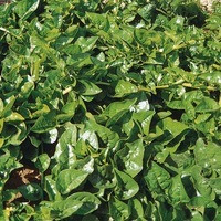Graines potagères BASELLE Surumurasaki, épinard de Ceylan ou de Malabar (Baselle alba) - Graineterie A. DUCRETTET