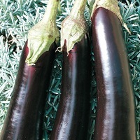  AUBERGINE AUBERGINE-DE BARBENTANE (Solanum melongena)-Graines non traitées - Graineterie A. DUCRETTET