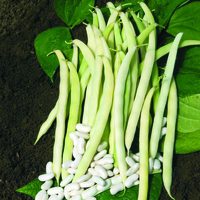  HARICOT NAIN A ECOSSER HARICOT NAIN A ECOSSER-Lingot (Phaseolus vulgaris)-Graines biologiques certifiées - Graineterie A. DUCRETTET