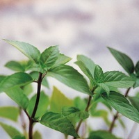  BASILIC BASILIC-THAÏ SIAM QUEEN (Ocimum basilicum)-Graines biologiques certifiées - Graineterie A. DUCRETTET