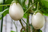  AUBERGINE AUBERGINE-BLANCHE RONDE A OEUF (White Egg) (Solanum melongena)-Graines biologiques certifiées - Graineterie A. DUCRETTET