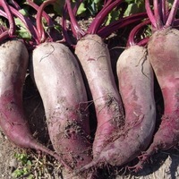  BETTERAVE BETTERAVE-Formanova (Beta vulgaris)-Graines biologiques certifiées - Graineterie A. DUCRETTET