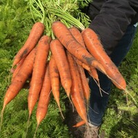 Graines potagères CAROTTE LAGUNA F1 (Daucus carota) - Graineterie A. DUCRETTET