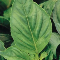 Graines potagères BASILIC NUFAR F1 (Ocimum basilicum) - Graineterie A. DUCRETTET
