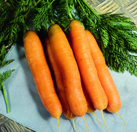 Graines potagères CAROTTE Touchon (Daucus carota) - Graineterie A. DUCRETTET