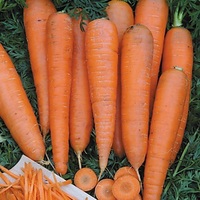 Graines potagères CAROTTE De Colmar à coeur rouge (Daucus carota) - Graineterie A. DUCRETTET