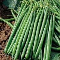 Graines potagères HARICOT NAIN MANGETOUT CROCKETT - Graineterie A. DUCRETTET