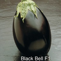 Graines potagères AUBERGINE BLACK BELL F1 (Solanum melongena) - Graineterie A. DUCRETTET