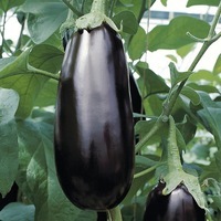 Graines potagères AUBERGINE BIO FALCON F1 (Solanum melongena) - Graineterie A. DUCRETTET