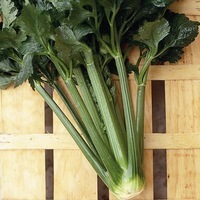 Graines potagères CELERI VERT D'ELNE - Graineterie A. DUCRETTET