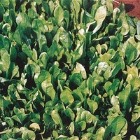 Graines potagères CHICOREE SAUVAGE Blondissima da Trieste (Cychorium Intybus) - Graineterie A. DUCRETTET