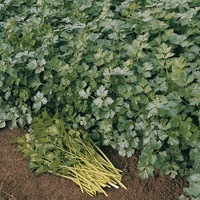 Graines potagères CELERI A COUPER BIO SAFIR - Graineterie A. DUCRETTET
