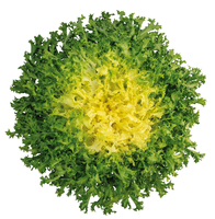 Graines potagères CHICOREE FRISEE FRISOLA - Graineterie A. DUCRETTET