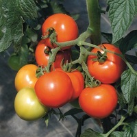 Graines potagères TOMATE GRAPPE BIO SERRAT F1 - Graineterie A. DUCRETTET