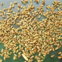  ANIS ANIS-VERT (Pimpinella anisum)-Graines biologiques certifiées - Graineterie A. DUCRETTET