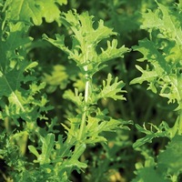 Graines potagères MOUTARDE DE CHINE Emeraude (Brassica rapa juncea) - Graineterie A. DUCRETTET