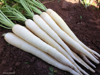 Graines potagères CAROTTE SNOW MAN F1 (Daucus carota) - Graineterie A. DUCRETTET