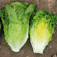 Graines potagères LAITUE GRASSE - plein champ Sucrine (Lactuca sativa) - Graineterie A. DUCRETTET