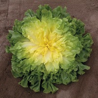 Graines potagères CHICOREE SCAROLE BIO CUARTANA - Graineterie A. DUCRETTET