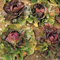 Graines potagères CHICOREE SAUVAGE ROUGE DE CHIOGGIA (Cychorium Intybus) - Graineterie A. DUCRETTET