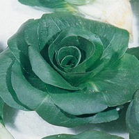 Graines potagères CHICOREE SAUVAGE BIO Grumolo verde - Graineterie A. DUCRETTET