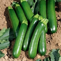 Graines potagères COURGETTE verte cylindrique STRADIA F1 (Cucurbita pepo) - Graineterie A. DUCRETTET