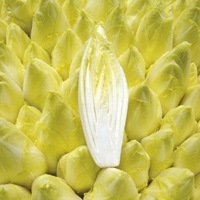 Graines potagères BIOlogiques - CHICOREE DE BRUXELLES BIO - Graineterie A. DUCRETTET