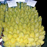 Graines potagères CHICOREE DE BRUXELLES BIO YELLOWSTAR F1 - Graineterie A. DUCRETTET