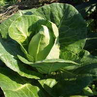 Graines potagères CHOU CABUS POINTU DE CHÂTEAURENARD (Brassica oleracea capitata alba) - Graineterie A. DUCRETTET