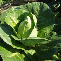  CHOU CABUS CHOU CABUS-POINTU DE CHÂTEAURENARD (Brassica oleracea capitata alba)-Graines traitées - Graineterie A. DUCRETTET