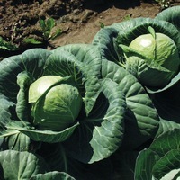 Graines potagères CHOU CABUS ACRE D'OR (Brassica oleracea capitata alba) - Graineterie A. DUCRETTET