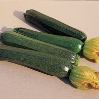 Graines potagères COURGETTE verte cylindrique BIO PARTENON F1 - Graineterie A. DUCRETTET