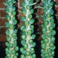 Graines potagères CHOU DE BRUXELLES NAPOLEON F1 (Brassica oleracera gemmifera) - Graineterie A. DUCRETTET