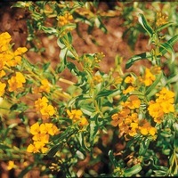  TAGETES TAGETES-LUCIDA-Graines non traitées - Graineterie A. DUCRETTET